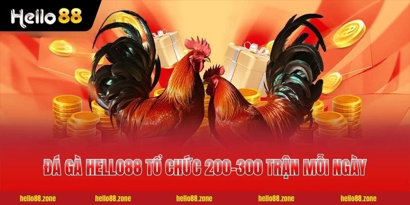 Đá Gà HELLO88 tổ chức 200-300 trận mỗi ngày
