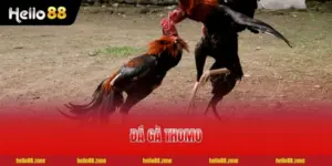 Mẹo Xem Kèo Đá Gà Thomo Chuẩn Xác Nhất Cho Cược Thủ