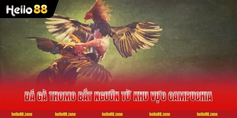 Đá gà Thomo bắt nguồn từ khu vực Campuchia