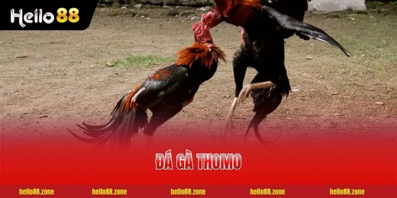 Mẹo Xem Kèo Đá Gà Thomo Chuẩn Xác Nhất Cho Cược Thủ