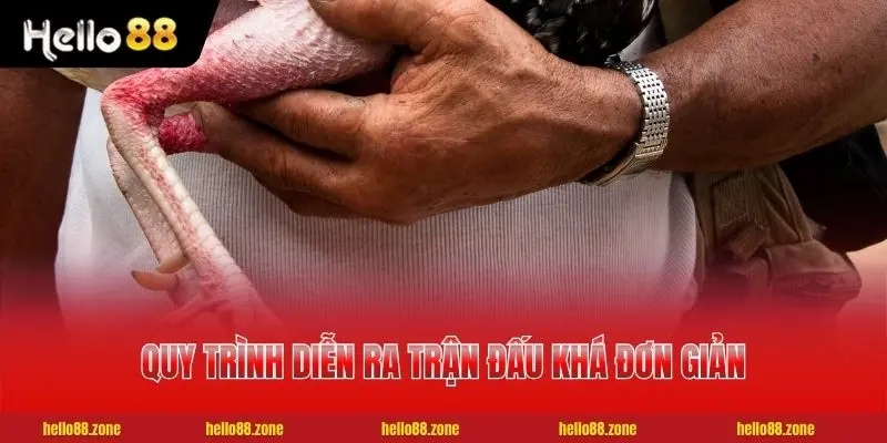 Quy trình diễn ra trận đấu khá đơn giản